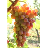 Саженцы винограда Арочный