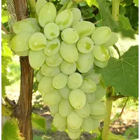 Саженцы винограда Бажена