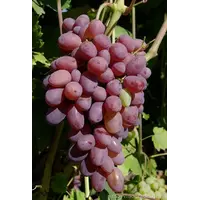 Саженцы винограда Алый