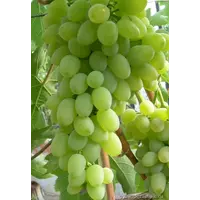 Саженцы винограда Баклановский
