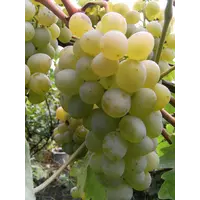 Саженцы винограда Богатьяновский