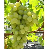 Саженцы винограда Благовесть